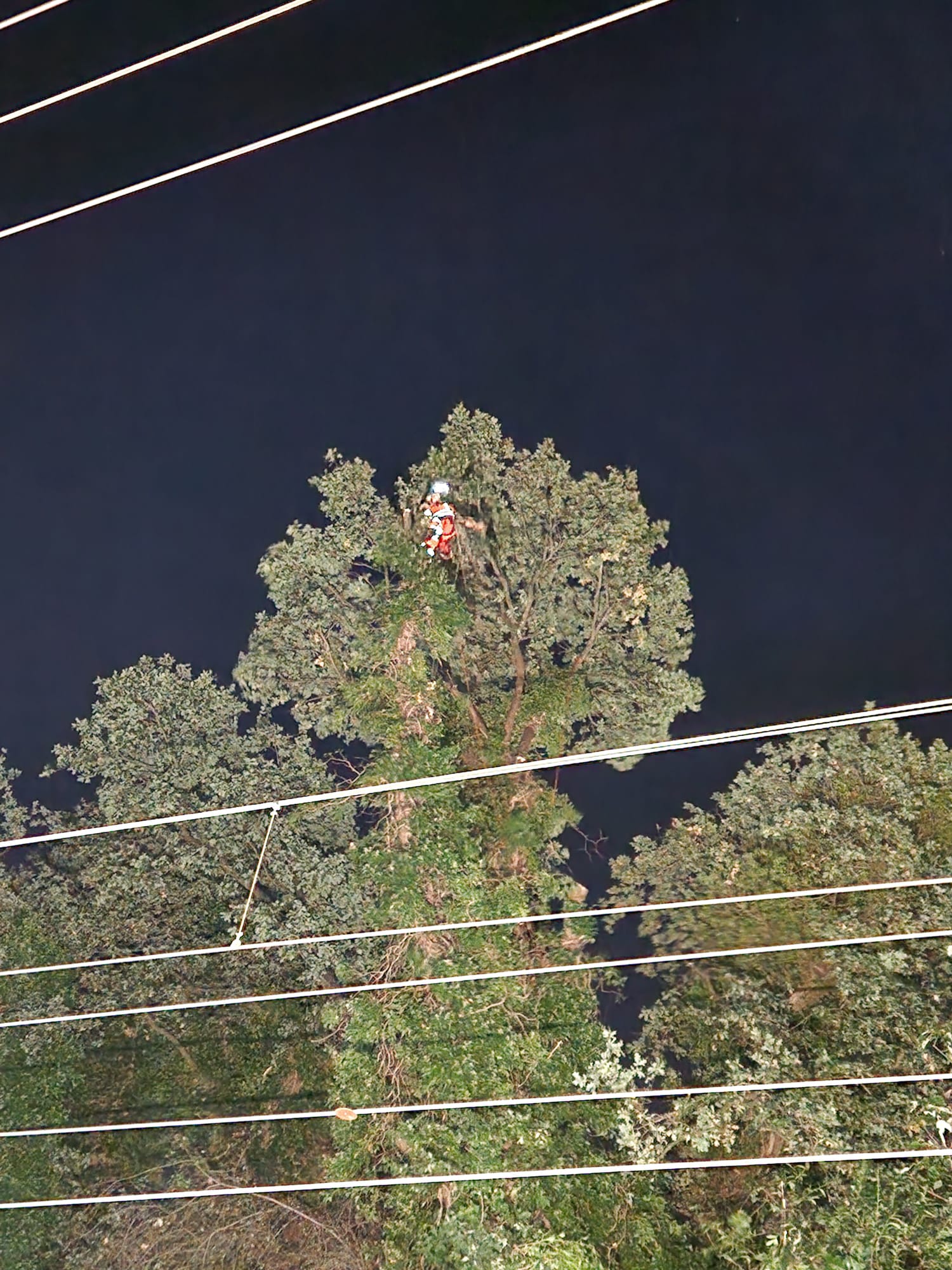 Arboricultural Works